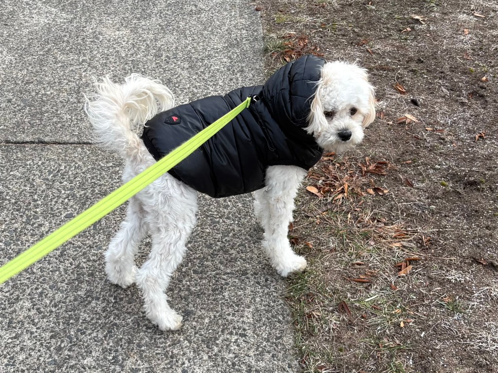 The Vagus Nerve discovery