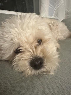 Does breathwork actually calm my&nbsp;dog?